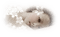 tube visage - Free PNG Animated GIF