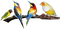 Oiseaux - ingyenes png animált GIF