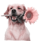 kikkapink dog pink teal sunflower