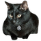 Chat de sorcière - Free PNG Animated GIF