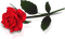 ruža - besplatni png animirani GIF