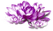 Flowers.Purple.White - Free PNG Animated GIF