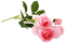 Flowers - ingyenes png animált GIF