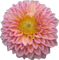 Pink Flower Joyful226