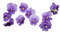 Kaz_Creations Flowers-Fleurs-Purple - gratis png geanimeerde GIF