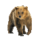 ours-bear-Amérique