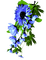 Flowers.Blue - Free PNG Animated GIF