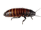 hissing cockroach - gratis png geanimeerde GIF