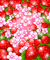 strawberry bg - Animovaný GIF zadarmo animovaný GIF