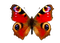 papillon- butterfly