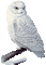owlet - Бесплатный анимированный гифка анимированный гифка