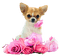 dog with flower bp - zdarma png animovaný GIF