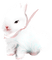 soave deco animals bunny easter spring white pink - ingyenes png animált GIF