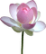 Lotus - gratis png animeret GIF