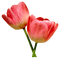 tulipan - бесплатно png анимированный гифка