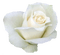 trandafir - gratis png geanimeerde GIF