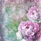 Kaz_Creations Deco Flowers  Backgrounds Background Colours