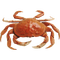 crab - PNG gratuit GIF animé