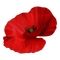 kikkapink red poppy deco png - zadarmo png animovaný GIF
