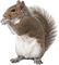 Salomelinda écureuil ! - ilmainen png animoitu GIF