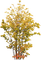 träd-tree - png gratuito GIF animata