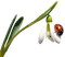 Snowdrop with Ladybug - PNG gratuit GIF animé