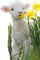 spring frühling milla1959 - Free PNG Animated GIF
