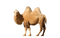 Kaz_Creations Animals-Animal-Camel - zdarma png animovaný GIF
