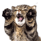Kittisaurus Lulu the cat roar - ingyenes png animált GIF