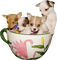 Chihuahua puppys - gratis png geanimeerde GIF