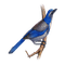 kikkapink blue brown bird winter deco - nemokama png animuotas GIF