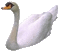 swans bp