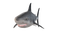 hai shark sisustus decor - zadarmo png animovaný GIF