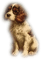 Dog - 免费PNG 动画 GIF