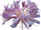 flower - kostenlos png Animiertes GIF