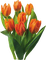 tulipan - бесплатно png анимированный гифка