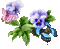 pansy flowers bp