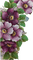 Blumenranke - nemokama png animuotas GIF