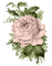 flower-pink rose