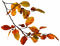 autumn branch leaves orange