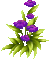 purple flower gif  pourpre fleur - GIF animé gratuit GIF animé