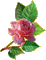 pink rose glitter deco - GIF animado grátis Gif Animado