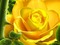 rose jaune - darmowe png animowany gif