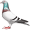 soave deco bird dove pigeon black white