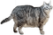 spike cat - Free animated GIF