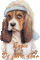 chien - 免费动画 GIF 动画 GIF