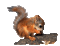 écureuil - Nemokamas animacinis gif animuotas GIF