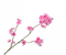Blütenzweig - png gratis GIF animado