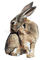 królik - nemokama png animuotas GIF