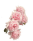 vintage pink roses